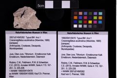 Foto (Objekt + Etiketten) von Cracensigillatus acutirostrus (Moericke, 1889) (NHMW-GEO-1990-0041-0478)